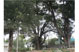 300 year old trees near the Shiva Temple adjacent to Antar Manasa