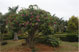 A plant in Tapovana full of flowers